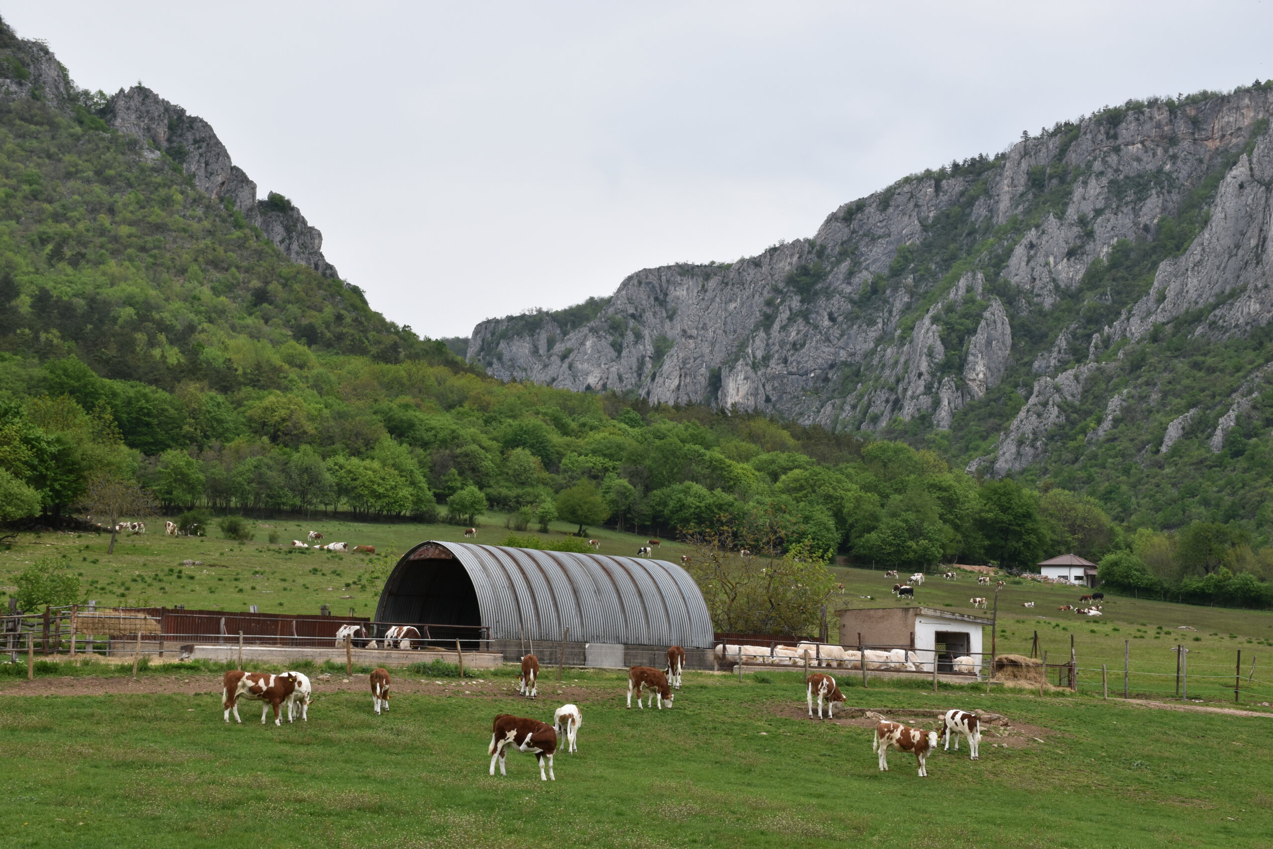 Agrodružstvo Turňa sa prioritne zameriava na živočíšnu výrobu, ktorá sa podieľa až 70 % na celkových tržbách. V pozadí územie Národného parku Slovenský Kras, kde priamo obrábajú 200 ha lúk.